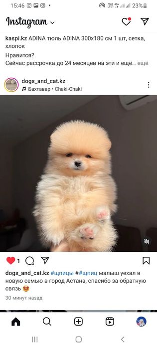 Щпицы кукольные щенки