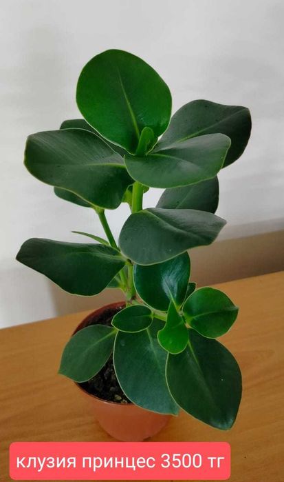 Комнатные растения.