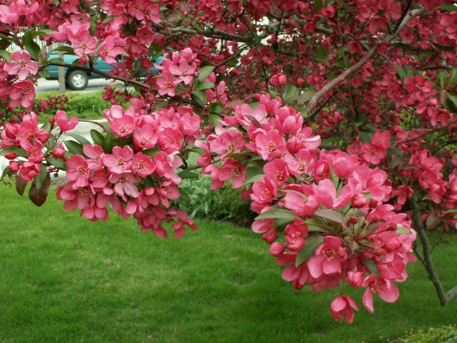 Семена и фиданки Дъб Скоруша Бук Габър Еводия Албиция Пекан Лимон Глог