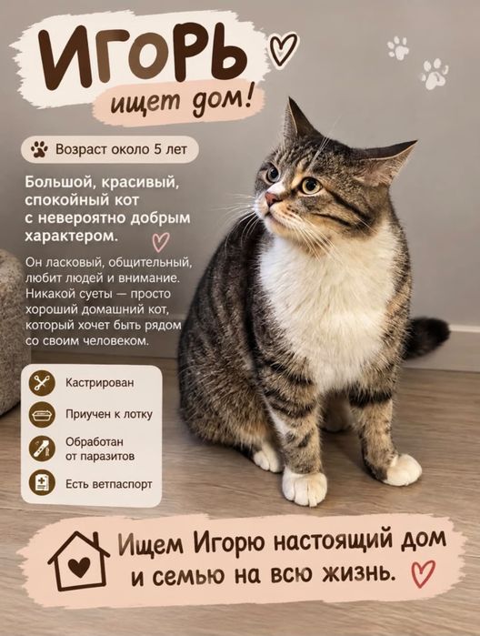 Котик мальчик в добрые руки кот