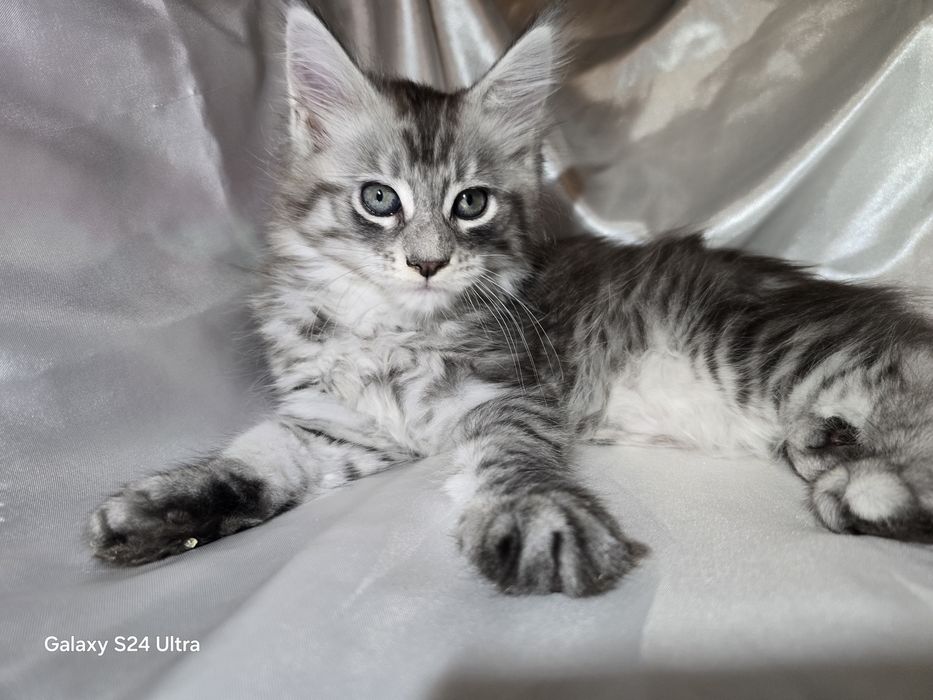 Чистокръвни Котенца Мейн Куун