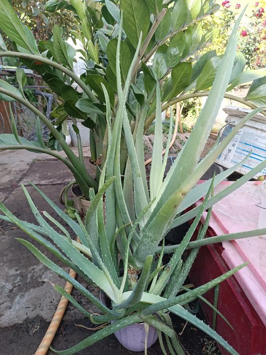 Алое вера многолетний и молодые