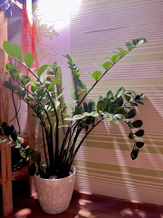 Замиокулькас долларовое дерево