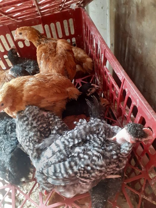 Pui albi de de carne și rasa mixta