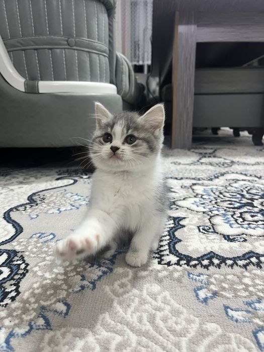 Скотиш фолд кошка. 2 ойлик самка хоразмда