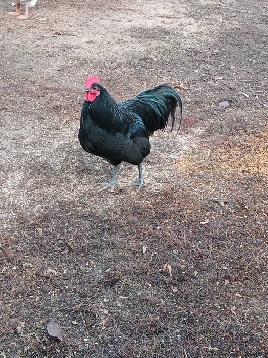 Vind cocoșii Australorp.