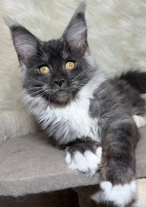 Котята породы мейн-кун. Питомник.