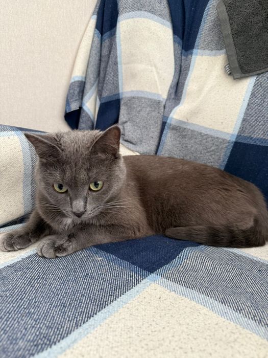 Русская голубая , ласковая кошечка