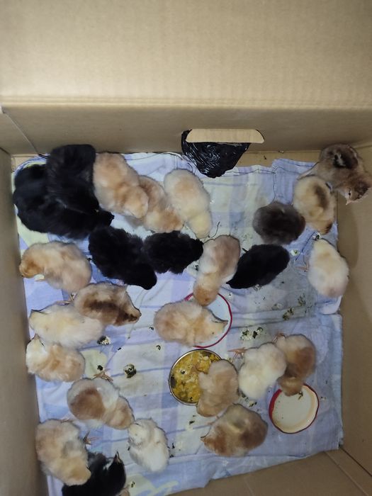 Цыплята домашнии