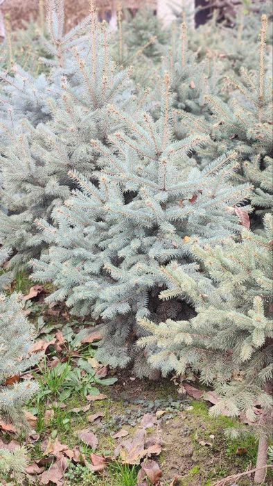 Goluboy archa yel chet eldan blue spruce (colorado spruce) mehr bilan!
