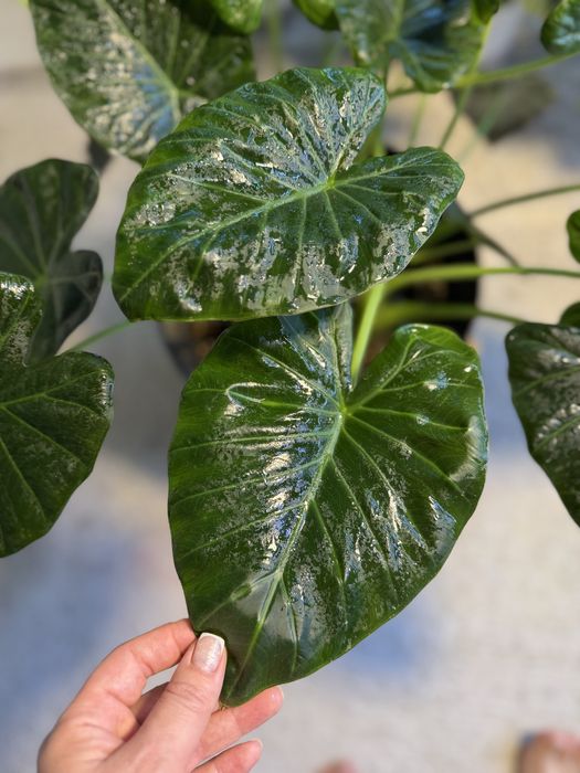 Алоказия регал шилдс