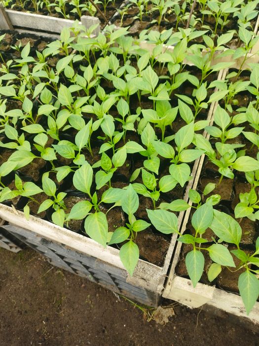 Рассада цветов и овощей