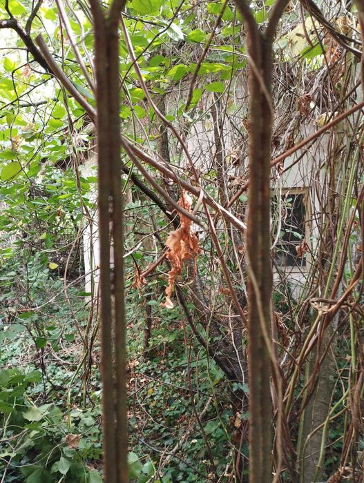 Продава се Къща в с. Николаево, Област Плевен - 100 кв.м за 179 €/кв.м - Снимка #2