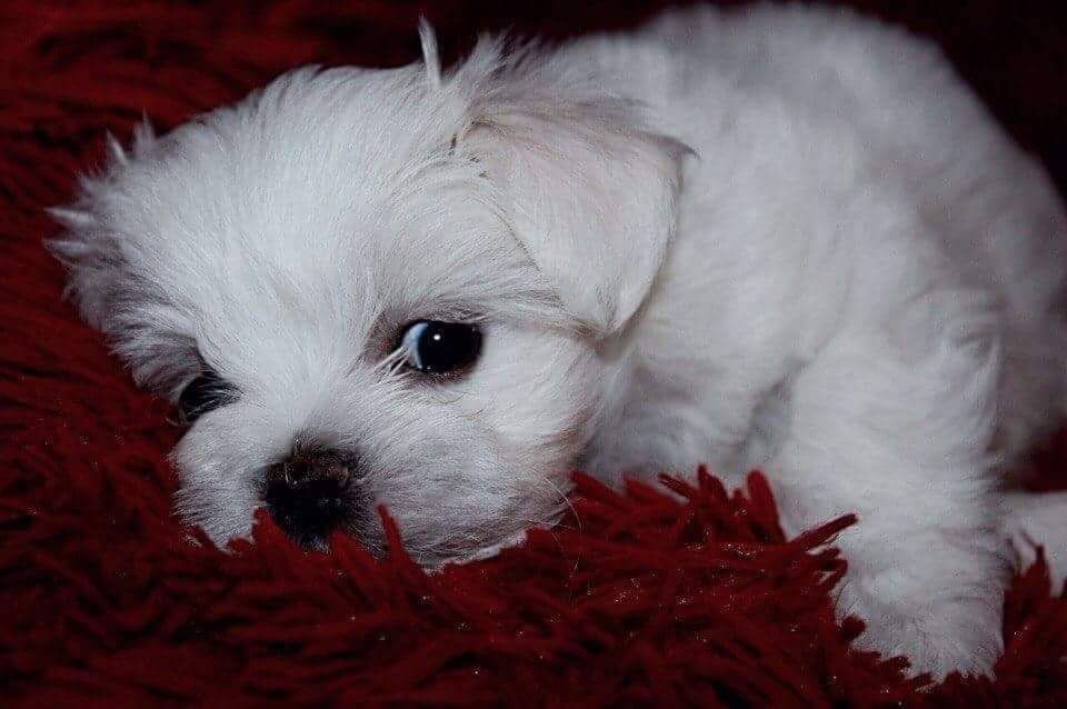 Bichon maltez mini toy baietel