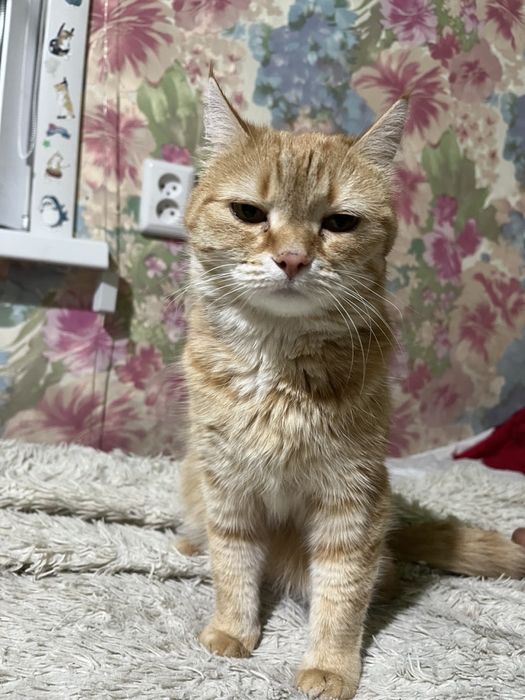 Отдам кошку в добрые руки