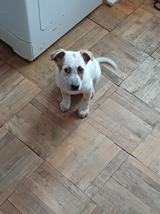 Câine dragut cu doua vaccinuri făcute