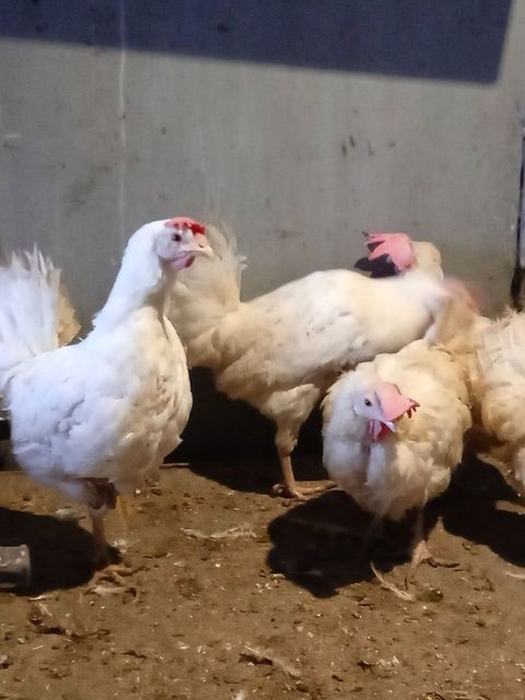 Продам курей несушек.