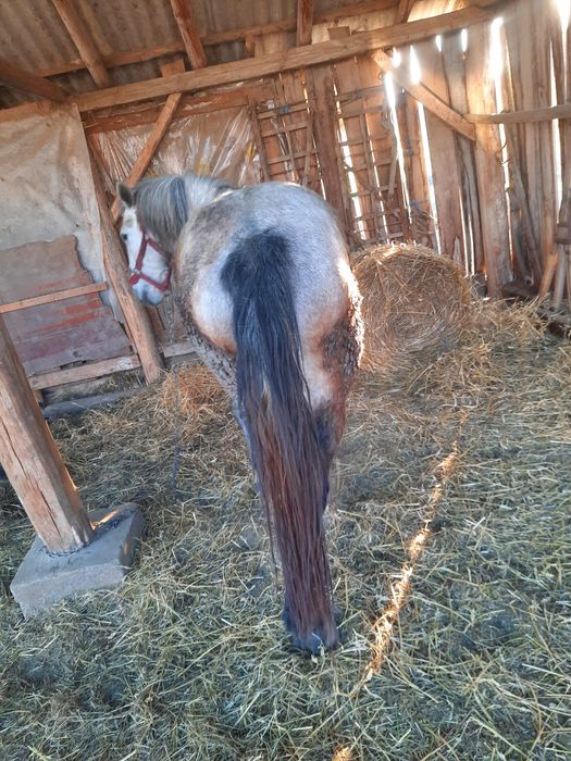 Vând o iapa și on cal castrat