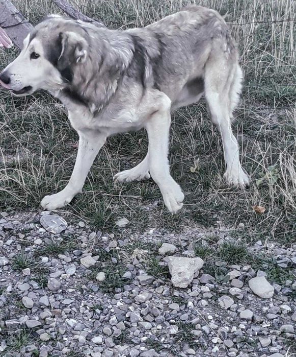 Adoptie caine talie mare