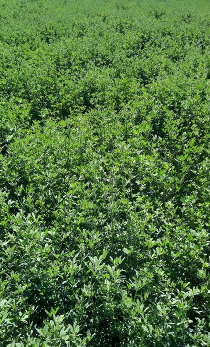 Семена люцерный ДЖЕА