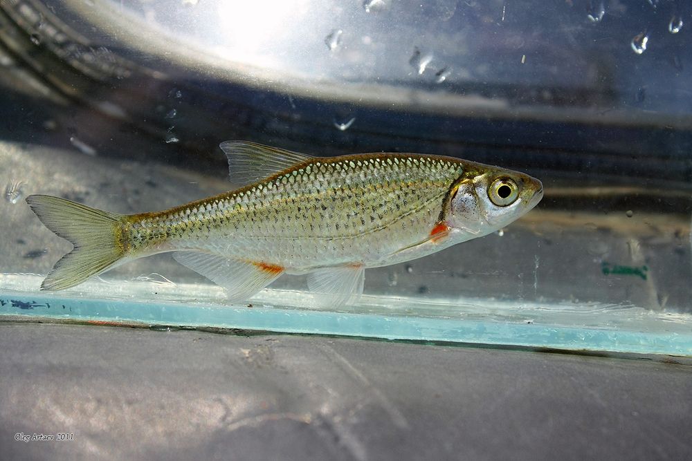 Живец Чебак шустрый