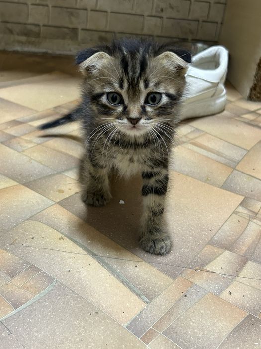 Продам котенка вислоухого