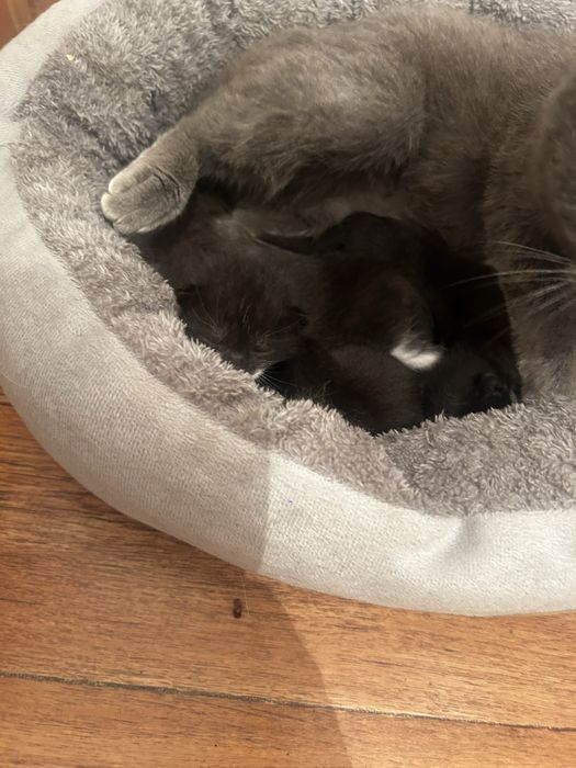 Отдам котят в хорошие руки
