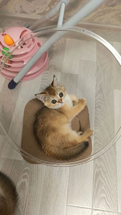 Продаются котятки