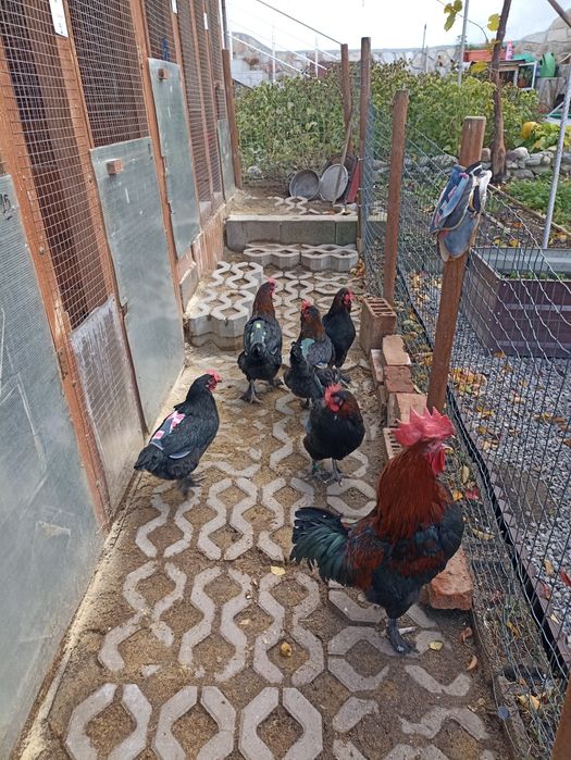 Разплодни/оплодени яйца