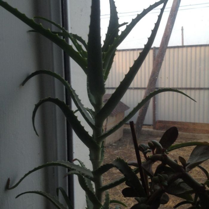 Алоэ лечебное  3 - 5 лет