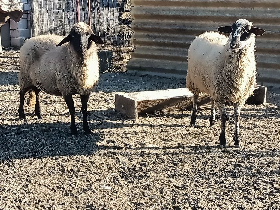 Vând 2 oi carabase tinere prețul este de 750 bucata