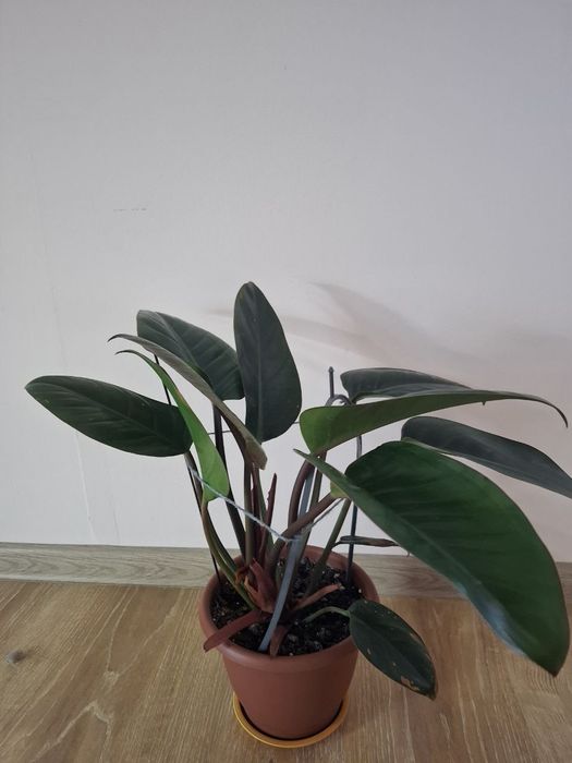 Растение филодендрон