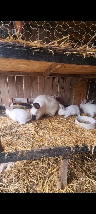 Vand femela UDT cu 6 pui