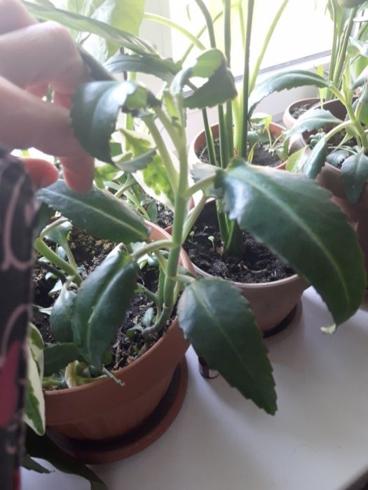 Лечебное Каланхое!