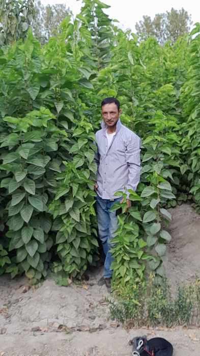 Tut kóchatlari sotiladi