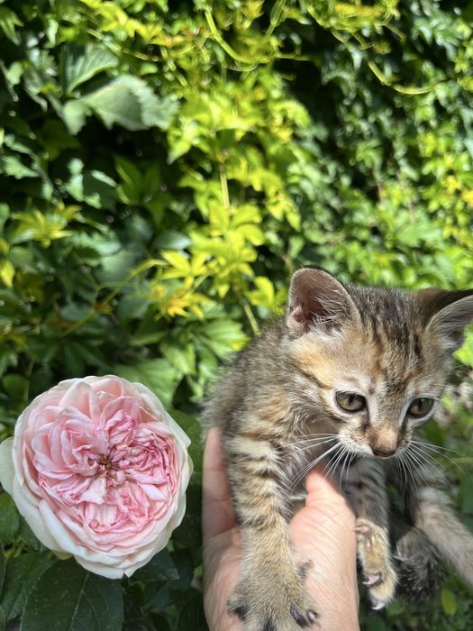 Котенок в добрые руки