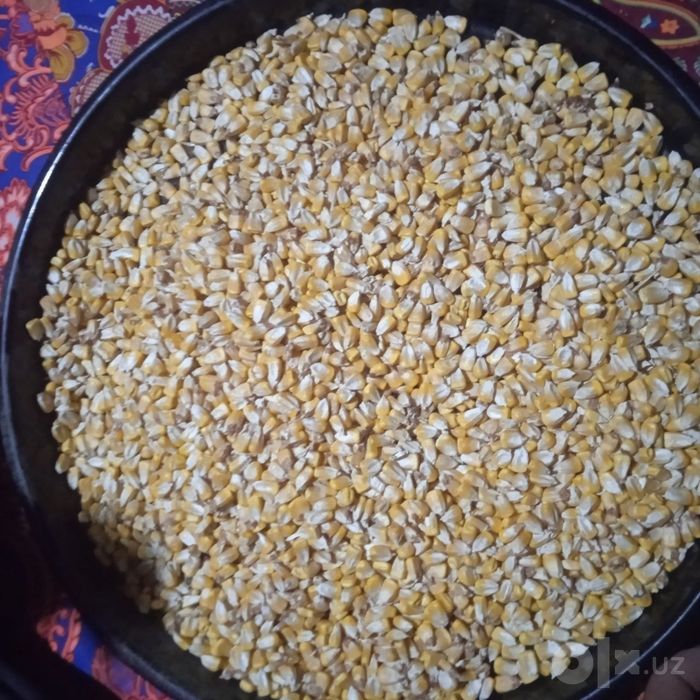 Makkajoʻxori doni