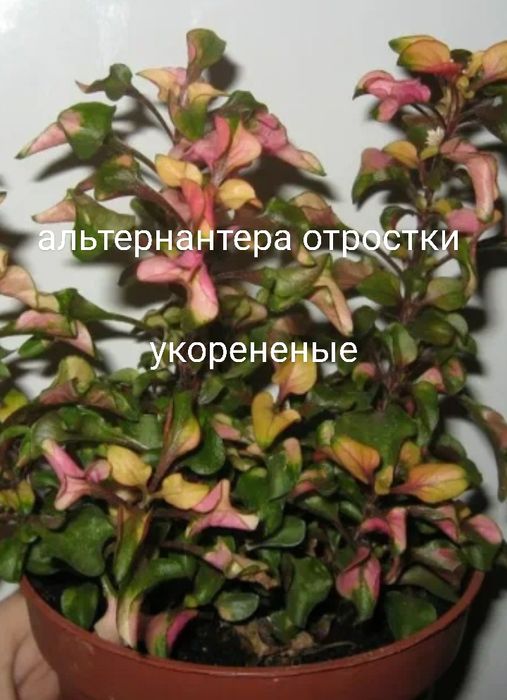 Комнатные растения