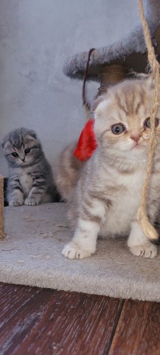 Продаётся котенок,мальчик.