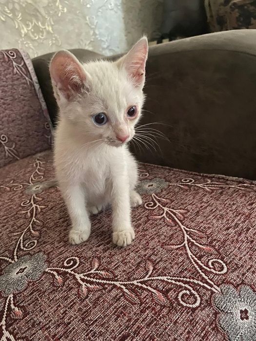 Отдам котят белых