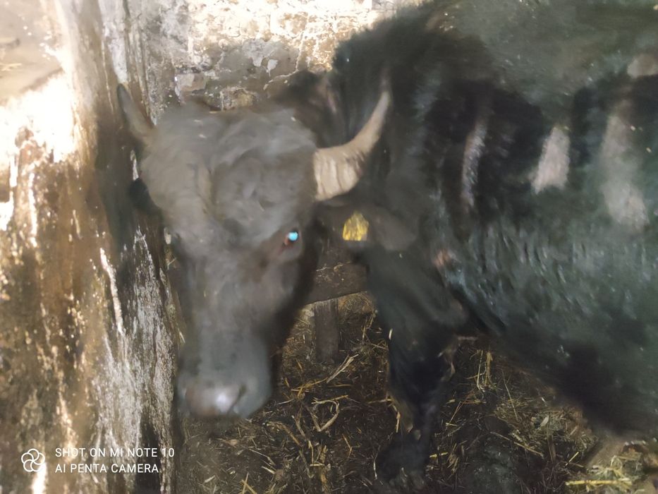 VAND TAUR pentru monta