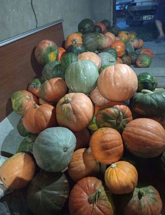 Продам домашнюю тыкву