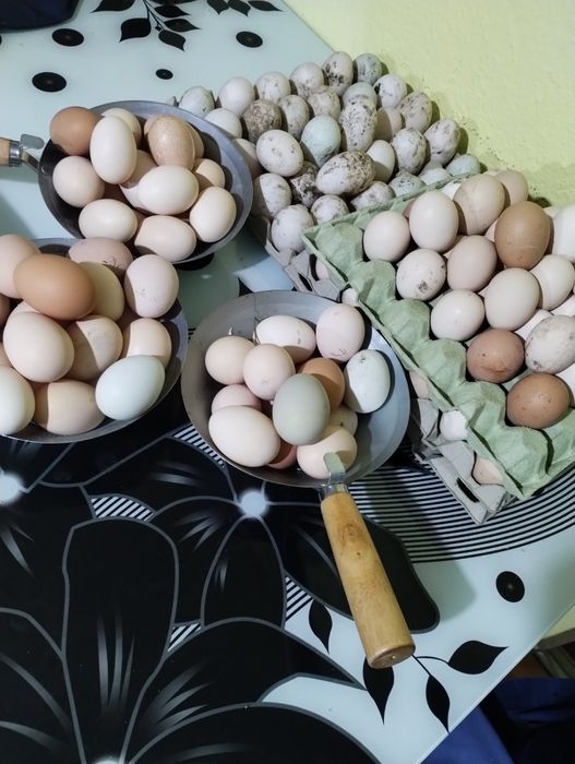 Ouă de rață și de găină