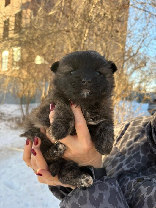 Щенки в добрые руки!