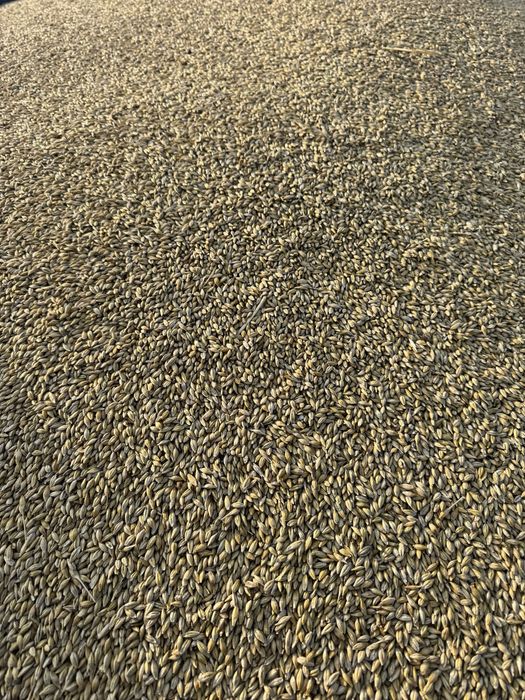 Ячмень сухой чистый,в мешках