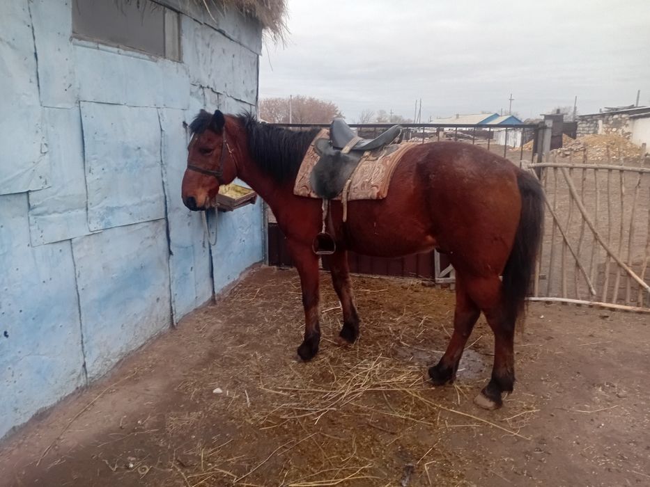 Продам коня, скакун