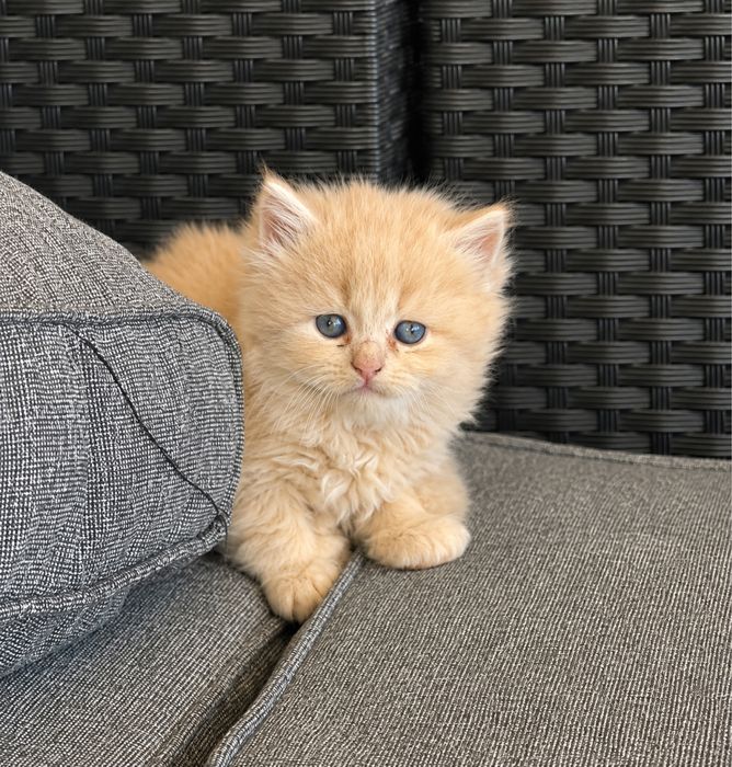 3 котенца си търсят дом