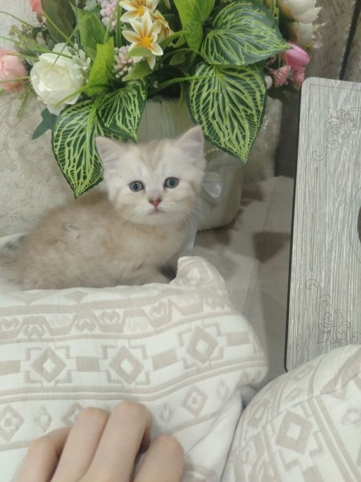 Britan Shin shila la sotiladi