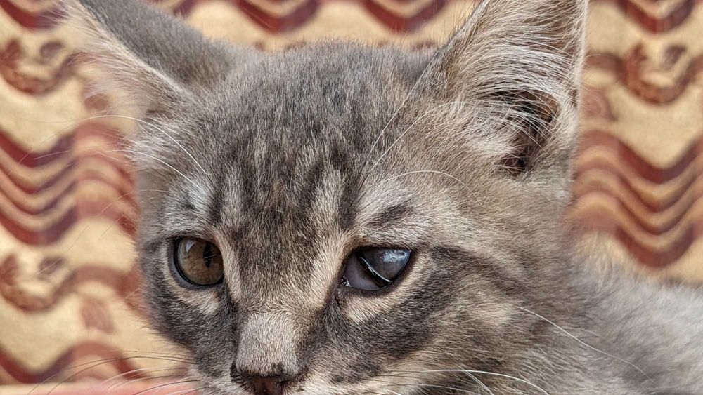 Отдам котят, мальчик и девочка , возраст 2 месяца