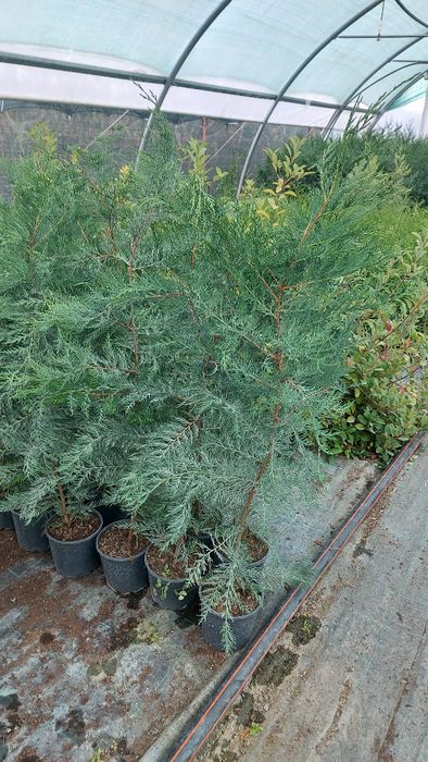 Laur Englezesc / Prunus / Leylandii / Photinia / Gard viu